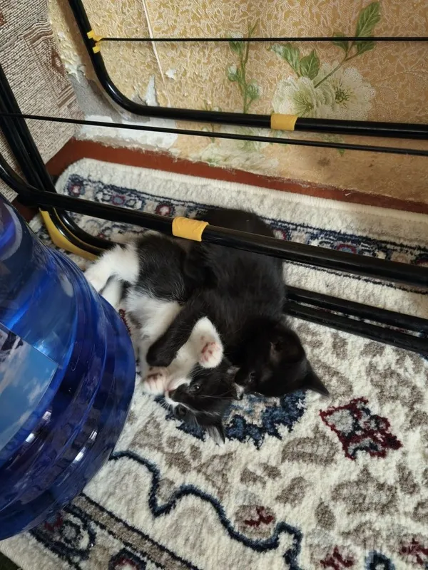 Котята (mushukchalar) 4 Котята (mushukchalar) 4