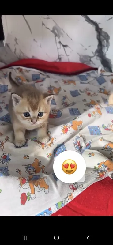 Золотая шиншилла — фото 1