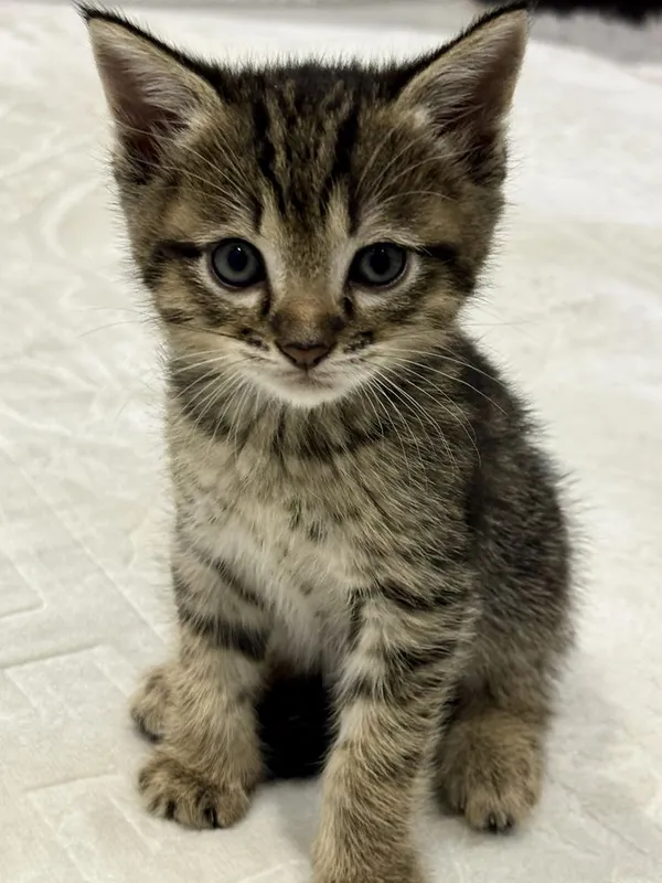 Отдам в хорошие ручки котят/4 кошки