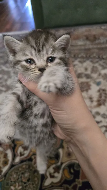 Продаются породистые котята шиншилла — фото 1