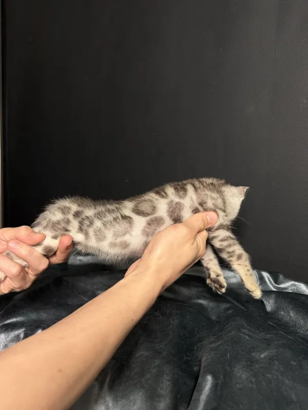 Клубные бенгалы серебро 4 Клубные бенгалы серебро 4