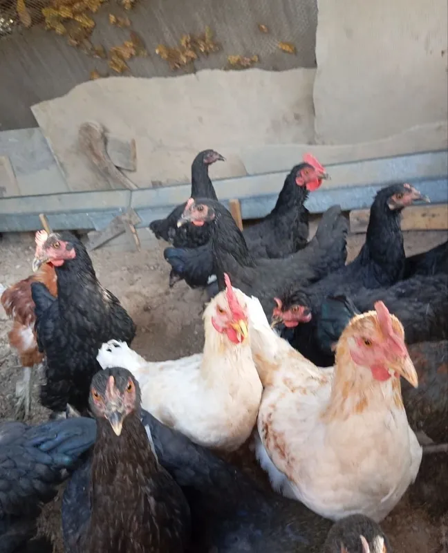 Продаются куры и петухи 2