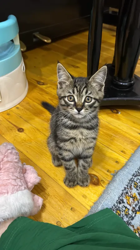 Котенок мальчик, отдам в добрые руки