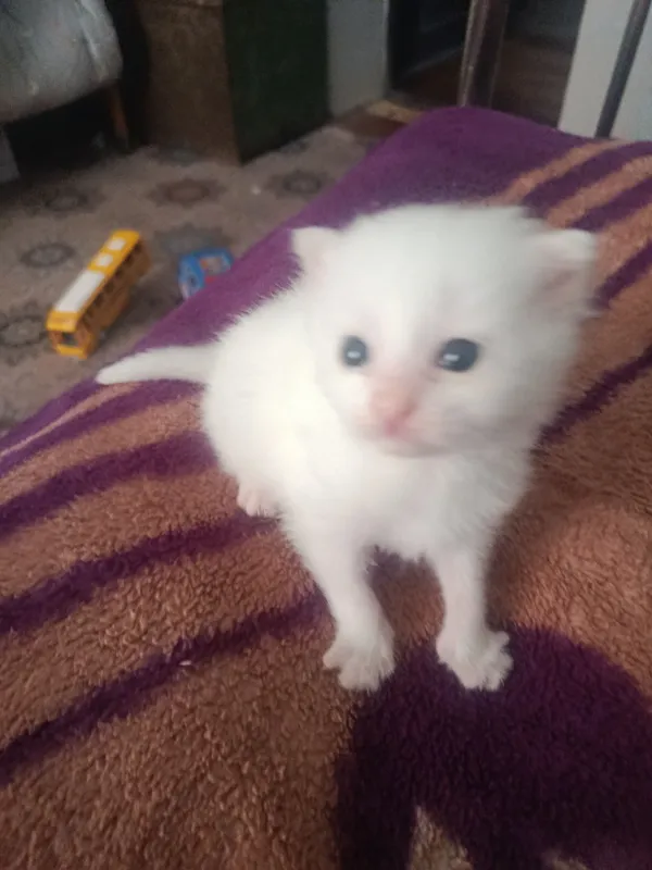 Котенок породистый 4 Котенок породистый 4