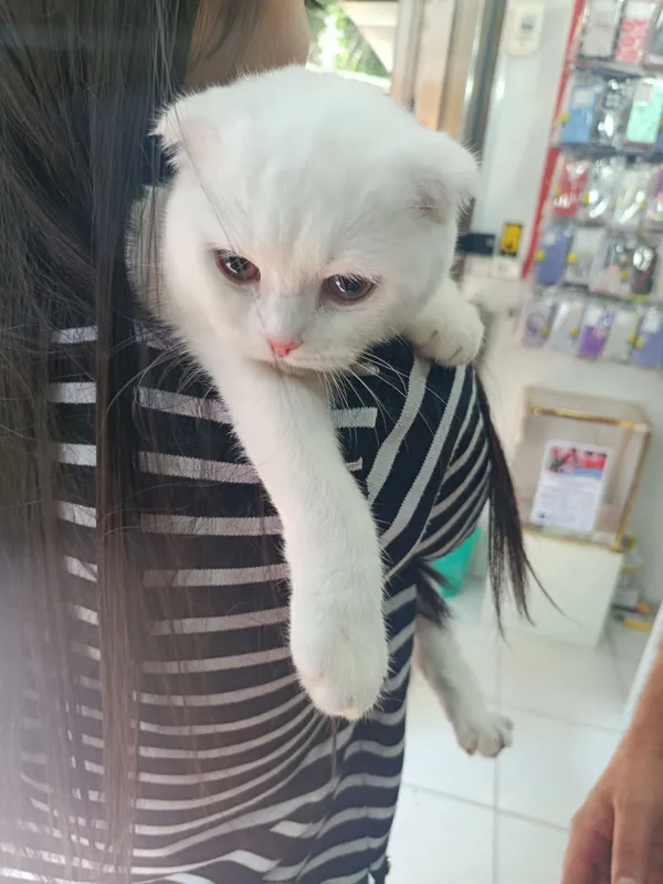 Кошка скотиш фолд 1