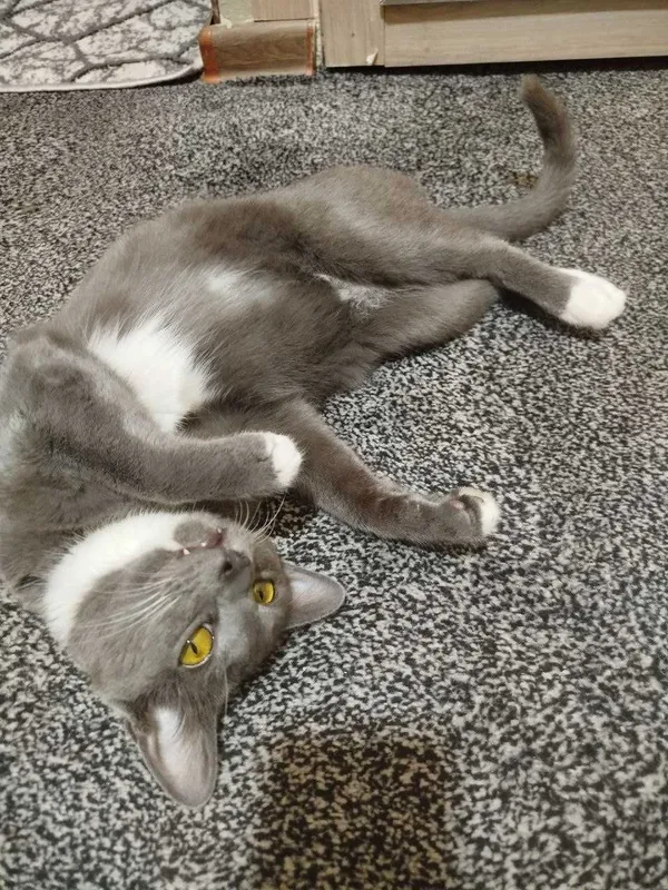 Подарю шикарного котика 1 Подарю шикарного котика 1