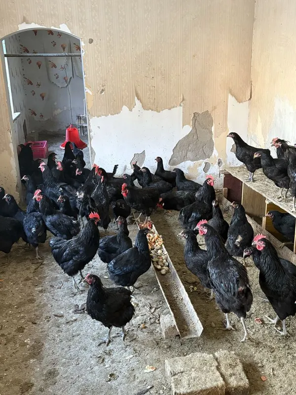 Продаются чёрные курицы 1 Продаются чёрные курицы 1