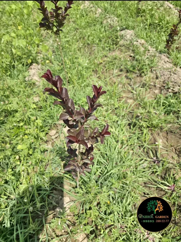 Cherri mocha Lagestreomia инд. Сирень — фото 6