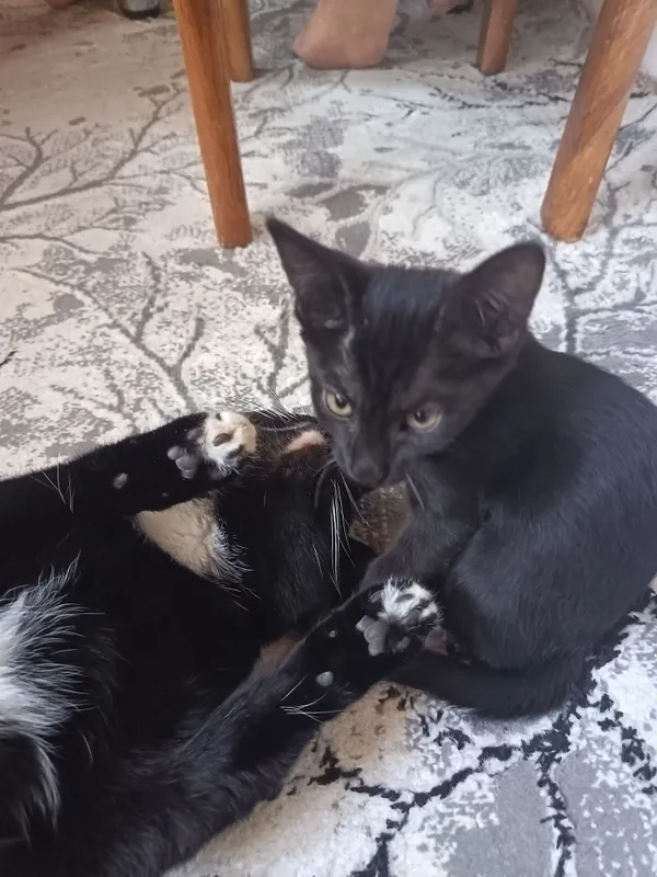 чёрный котенок мальчик 4 месяца 2 чёрный котенок мальчик 4 месяца 2