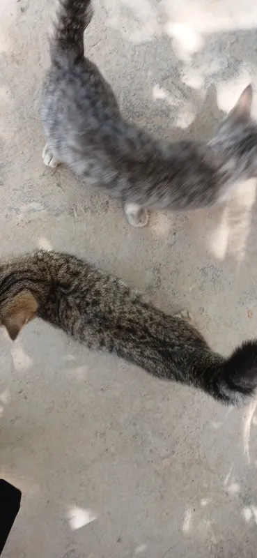 Uy mushuklari parodali 4 Uy mushuklari parodali 4
