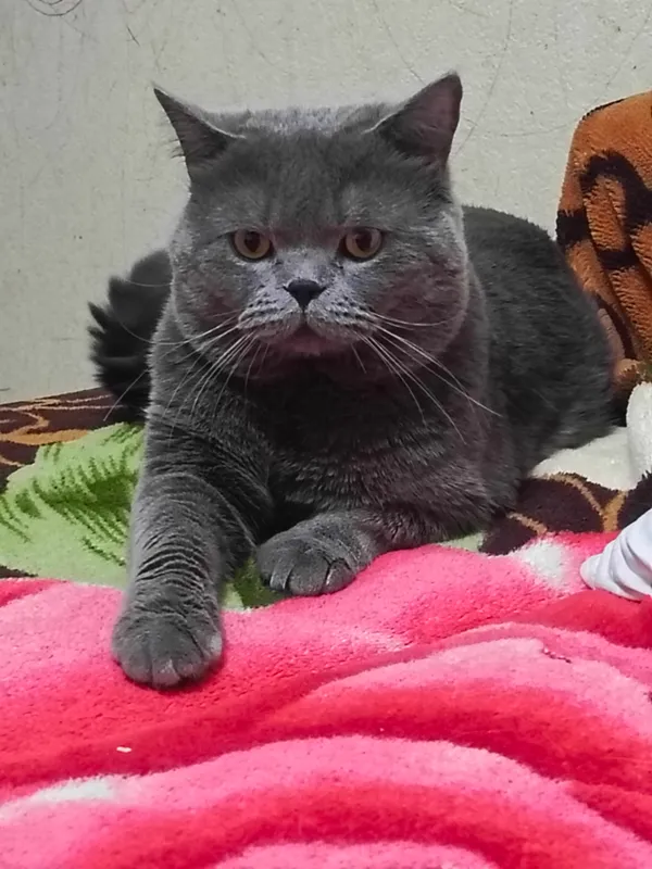 Вязка! Скоттиш страйт .Г.Чирчик рядом с Ташкентом — фото 3