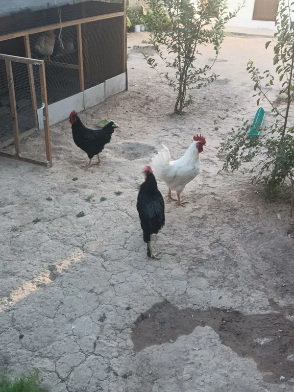 Xorozlar sotiladi domashniy zo'r boqilgan 5oylik 1 Xorozlar sotiladi domashniy zo'r boqilgan 5oylik 1