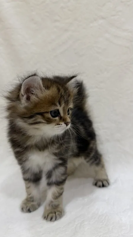 Ласковые котята Scottish , готовы к переезду в новый дом 1 Ласковые котята Scottish , готовы к переезду в новый дом 1