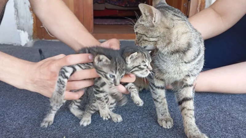 Котята в хорошие руки 1 Котята в хорошие руки 1