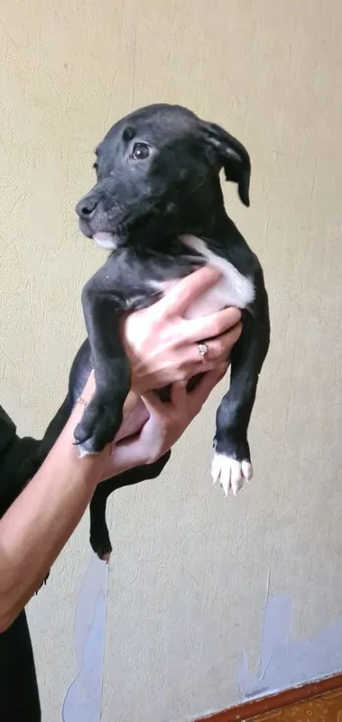 Pitbulteryer sotaman 7 Pitbulteryer sotaman 7