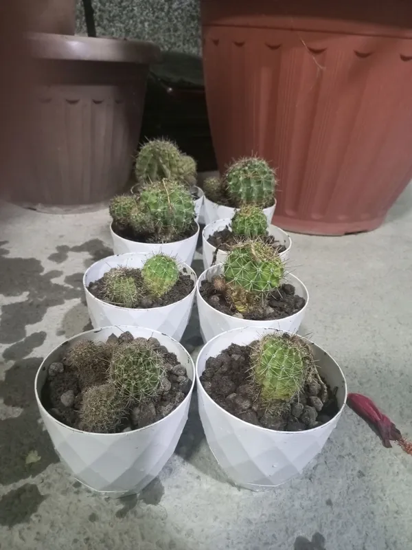 Echinopsis Kaktusi 2 Echinopsis Kaktusi 2