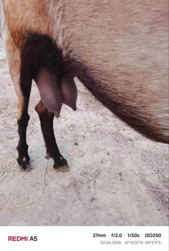 Nubin zotli echki 1 Nubin zotli echki 1