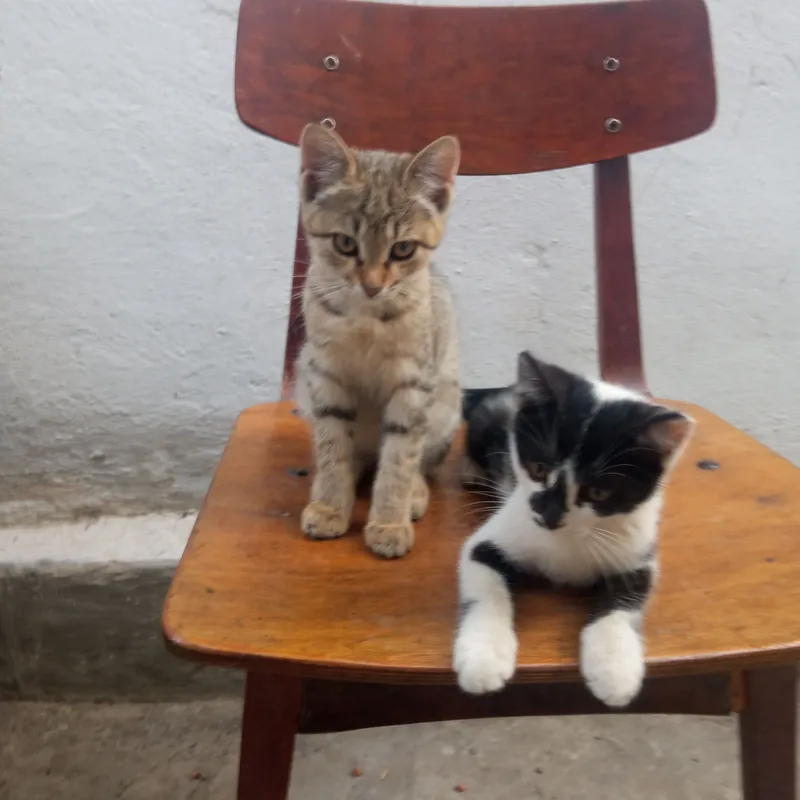 отдам котят 3 отдам котят 3