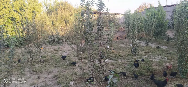 8 sotik Piskent tumani birlik maxallasi navrov ko'chasi 4-uy — фото 3