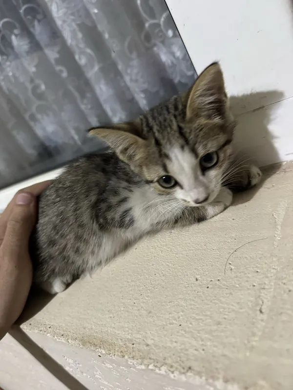 Котята домашниее 3 Котята домашниее 3