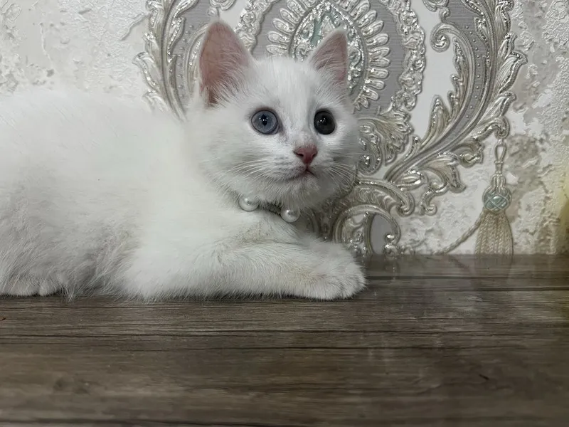 Zotle pishe boo Tureski Angora Ismi Sofi — фото 1