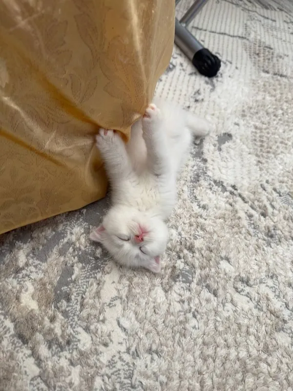 Скоттиш Фолд, 2 мальчики 5 Скоттиш Фолд, 2 мальчики 5