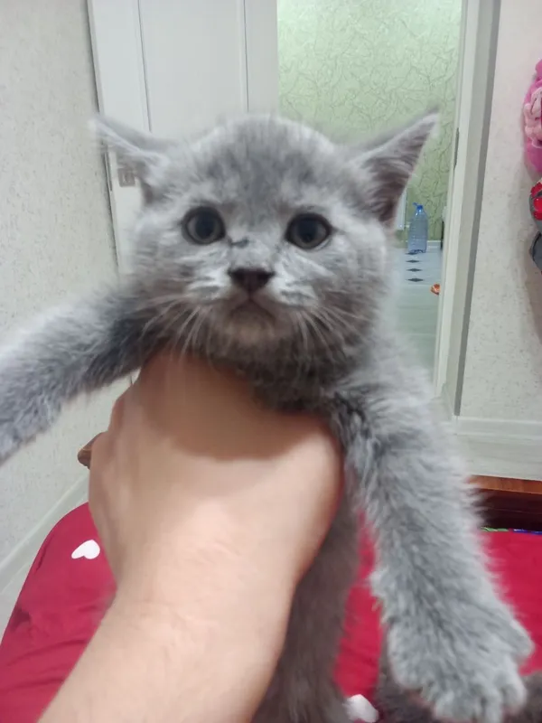 Котят страйд СОТИЛАДИ 4