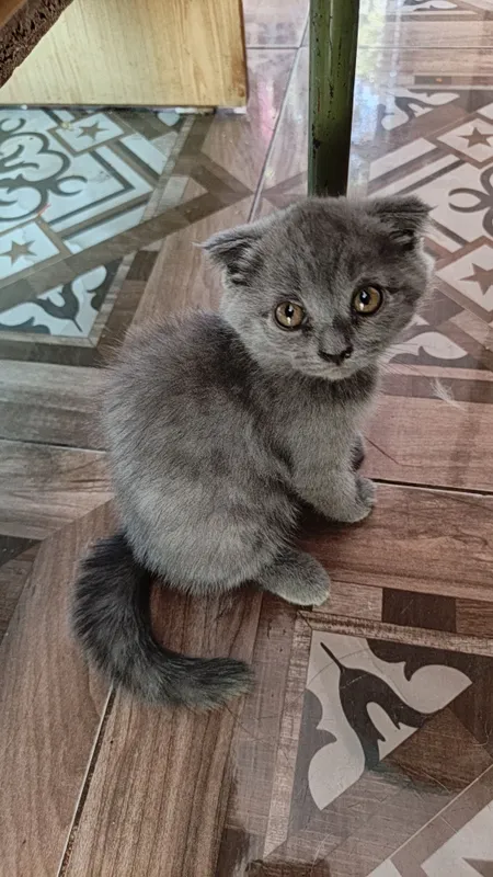 Котята Скоттиш фолдики , упитанные, ухоженные красавчики. 5