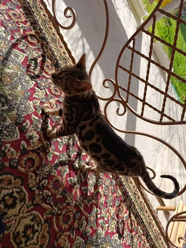 bengaliski tozza qon