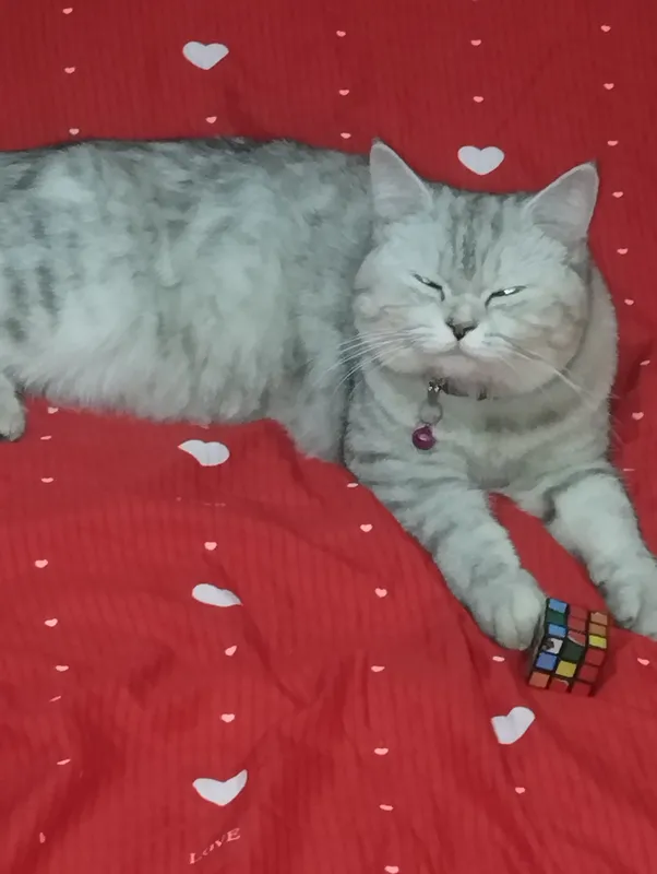 Серебристая кошка, есть ещё 4 котёнка 2
