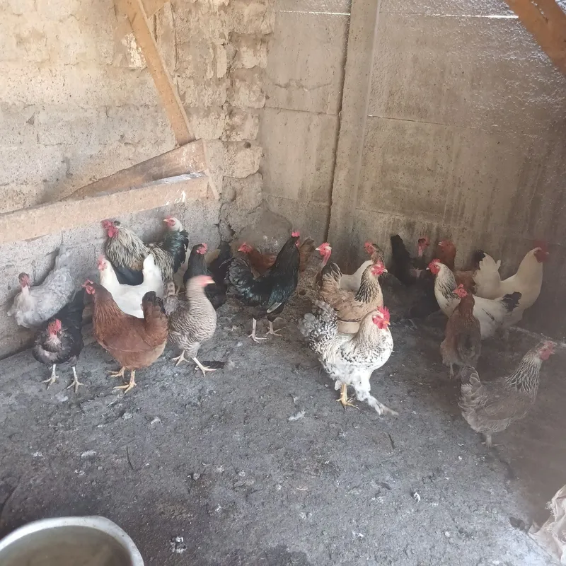 Xonaki xo'roz va tovuqlar sotiladi