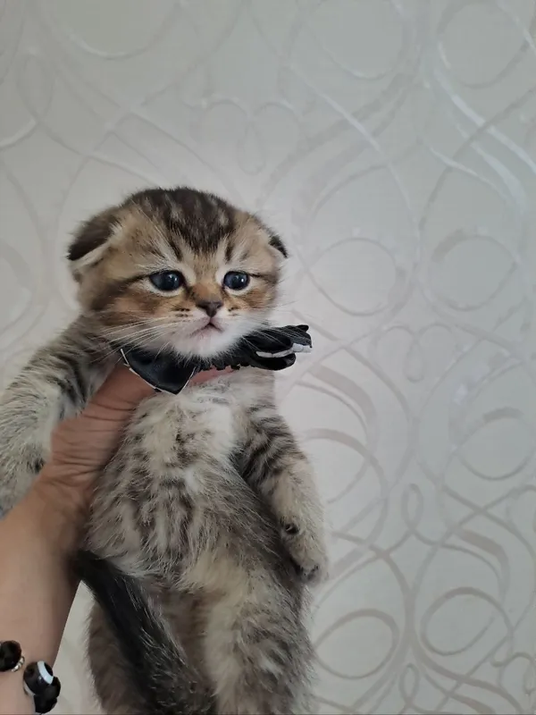 Серебристая шиншилла — фото 2