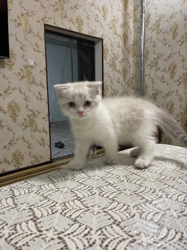 Продаются вислоухие котята — фото 6