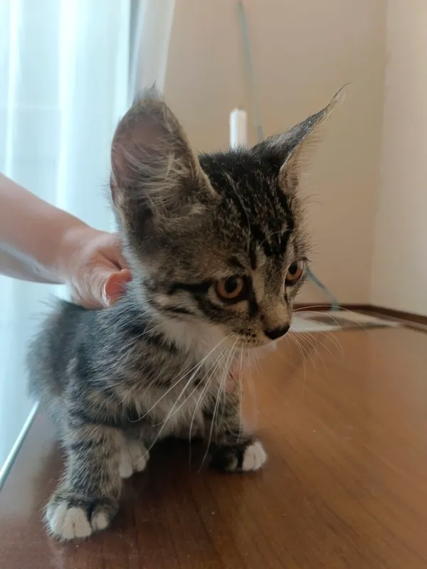 Котята бесплатно 4