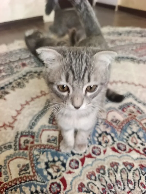 Scottish Fold va Straight mushuklari 2 Scottish Fold va Straight mushuklari 2