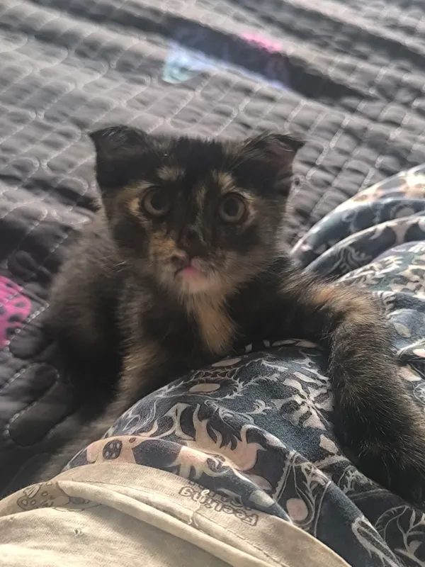 кошка