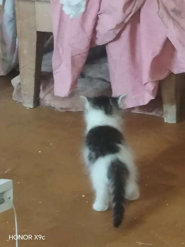 Mushuklar bor 1 ta onasi 5 ta bolasi 6 Mushuklar bor 1 ta onasi 5 ta bolasi 6