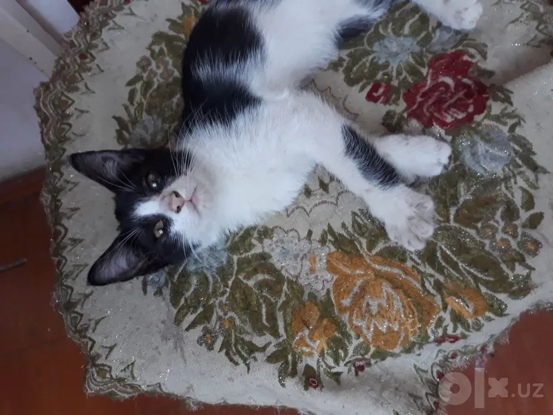 Отдам котика в добрые руки 5 Отдам котика в добрые руки 5