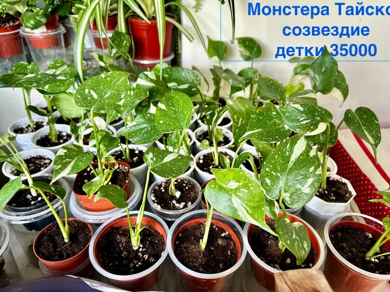 Продаются монстеры Тайское созвездие детки Продаются монстеры Тайское созвездие детки