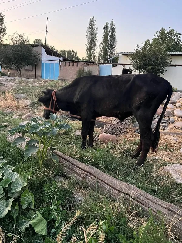 Buqachalar sotiladi soni 2 ta 2