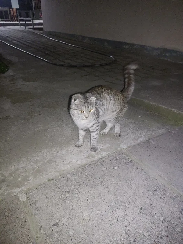 Mushuk zotli TEKIN! отдам даром