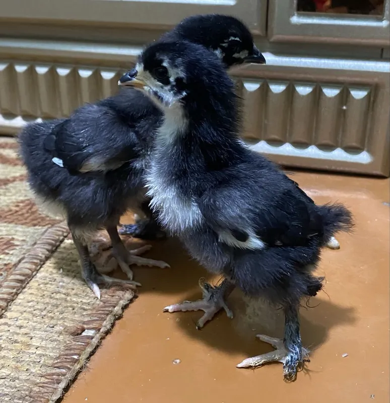 Bir haftalik xonaki joʻjalar
