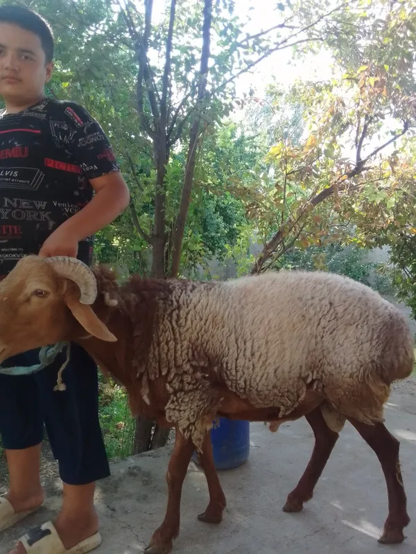 Qoʻchiqor sotiladi 1