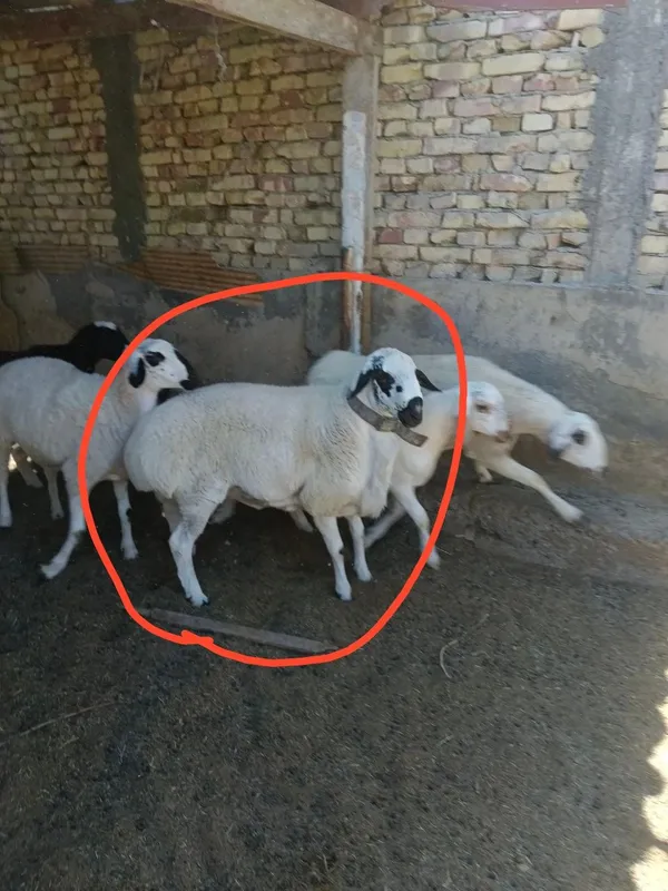 Qazoqi tagal 100kg+ 2 Qazoqi tagal 100kg+ 2