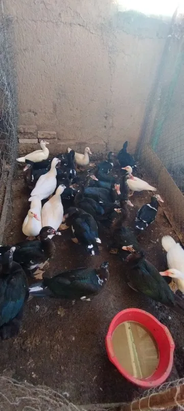 Indautkalar sotiladi 1 Indautkalar sotiladi 1