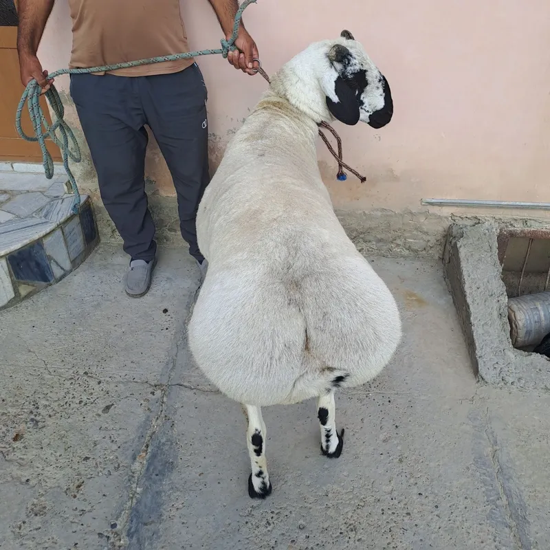 Кучкорлар сотилади