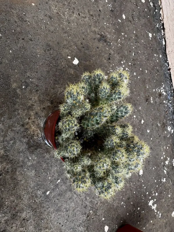 Кактус Mammillaria elongata — фото 3