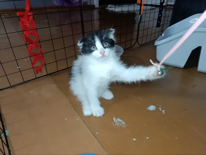 Скотиш фолд смешанные в руки 1