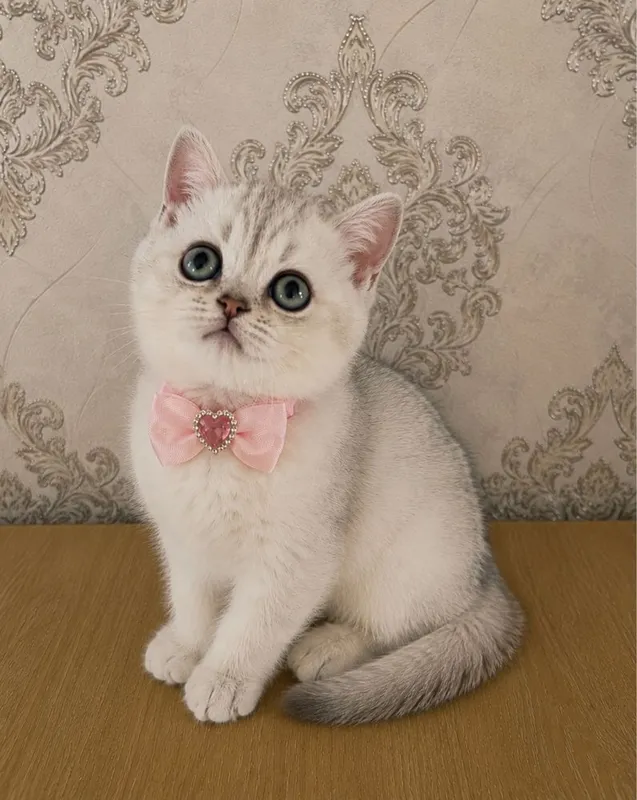 Серебристий шиншила — фото 2