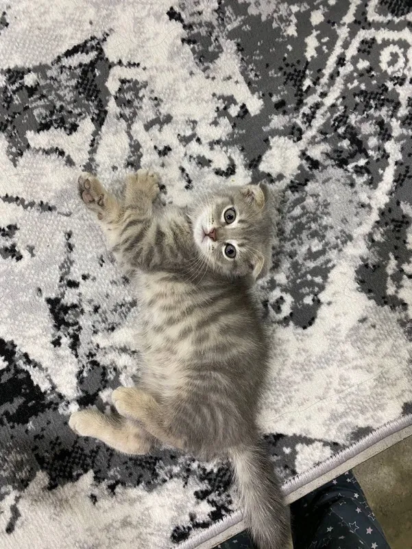 Мушук боласи скотиш фолд 2